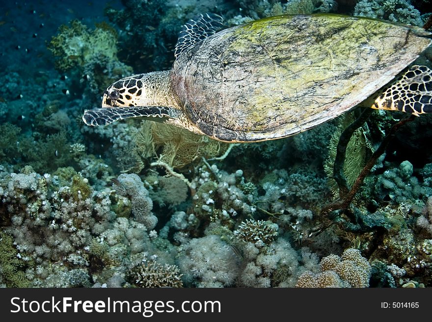 Hawksbill Turtle (Eretmochelys Imbricata)