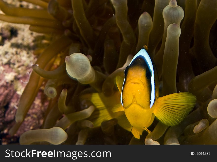 Red sea anemonefish (Amphipiron bicinctus) taken in Na'ama Bay.