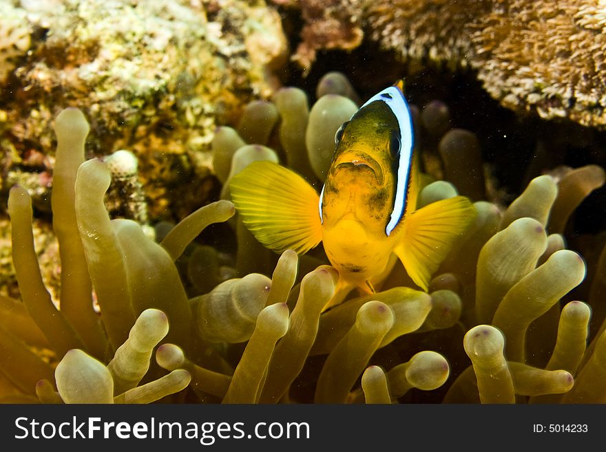 Red sea anemonefish (Amphipiron bicinctus) taken in Na'ama Bay.