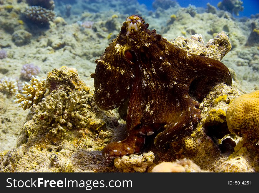 Reef octopus (octopus cyaneus) taken in Na'ama Bay.