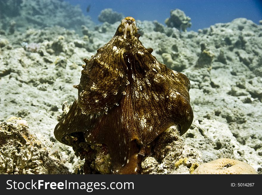 Reef octopus (octopus cyaneus) taken in Na'ama Bay.