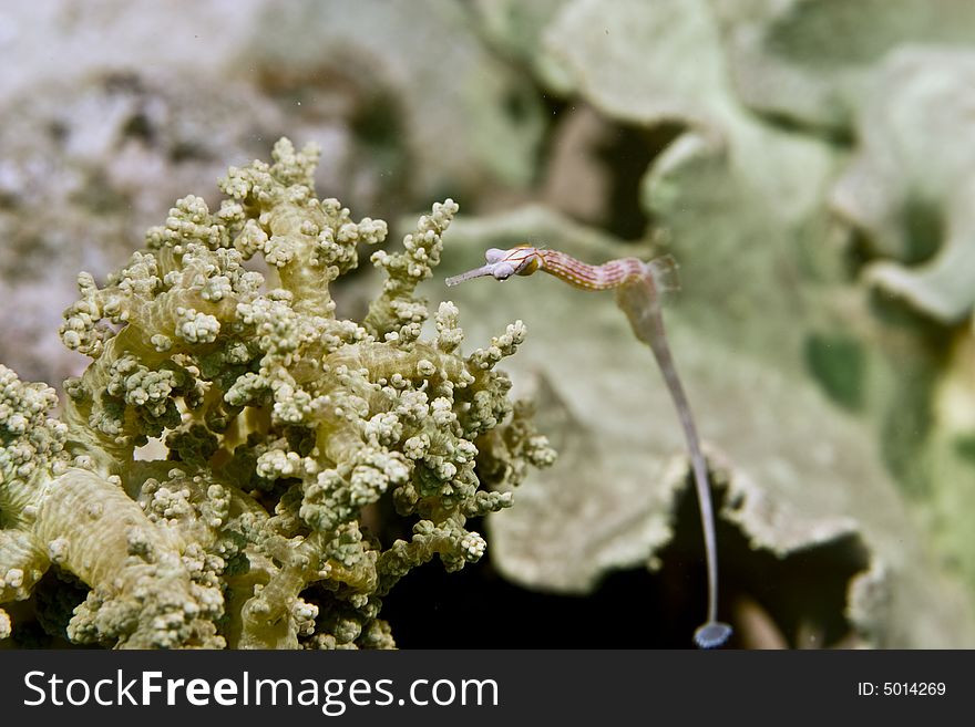 Red Sea Pipefish (corythoichthys Sp.)