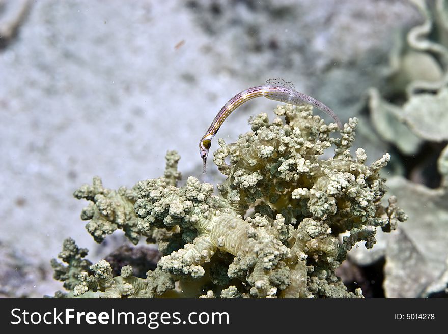 Red sea pipefish (corythoichthys sp.)
taken in Na'ama Bay.