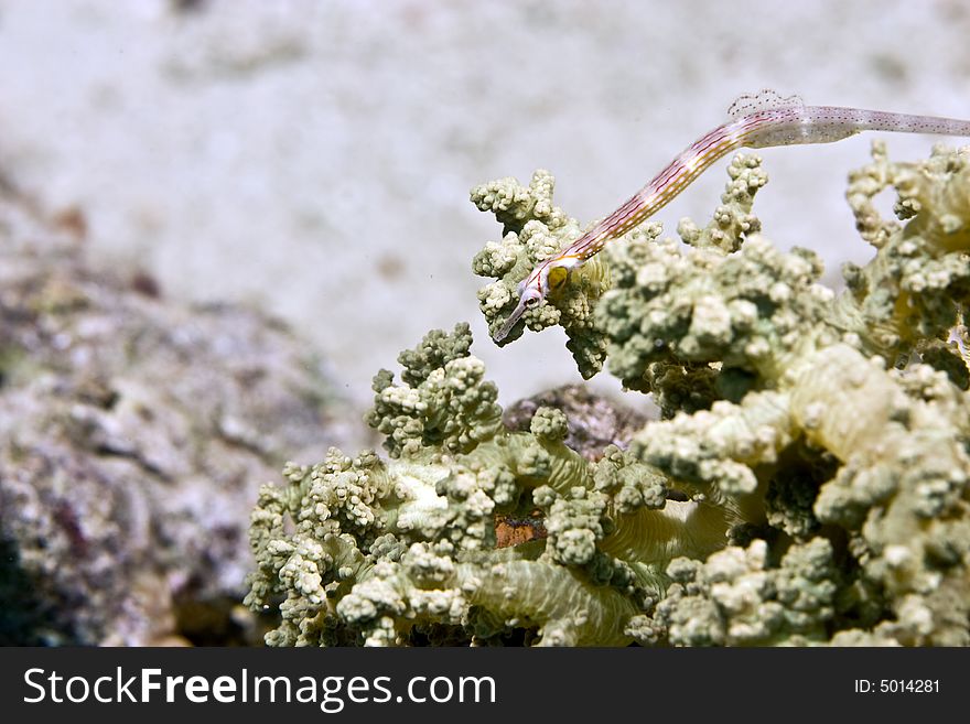 Red Sea Pipefish (corythoichthys Sp.)