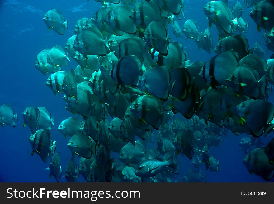 Orbicular Spadefish (platax Orbicularis)