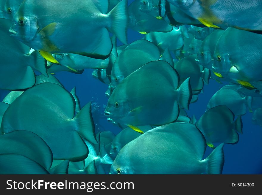 Orbicular spadefish (platax orbicularis)
taken in Ras mohammed.