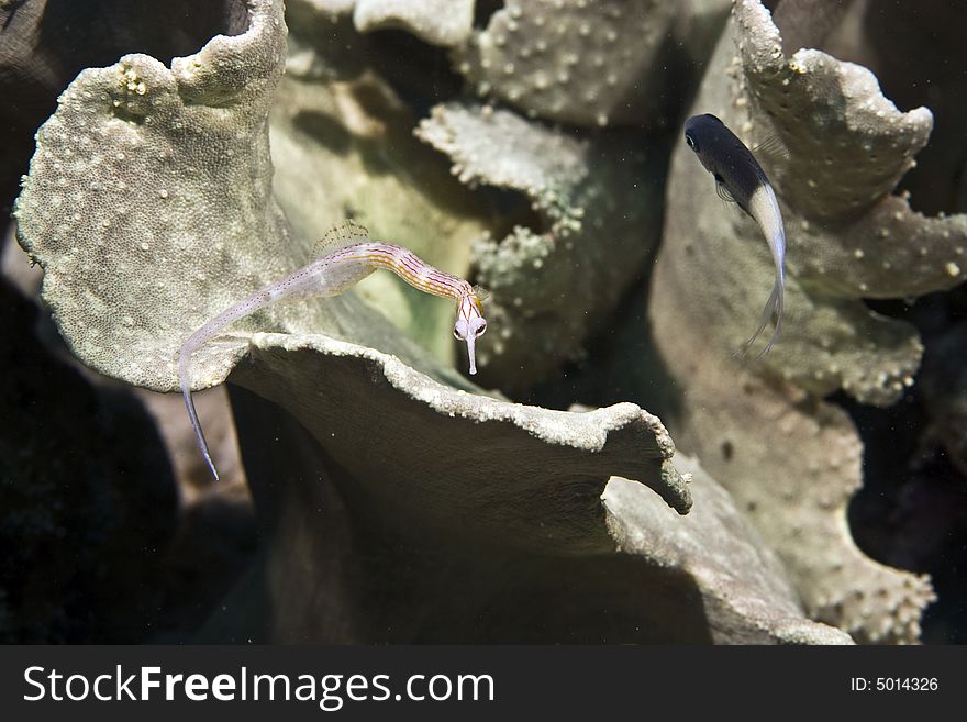 Red sea pipefish (corythoichthys sp.)