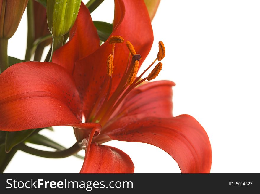Beautiful Asiatic Lily Bloom