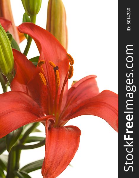 Beautiful Asiatic Lily Bloom on a White Background.