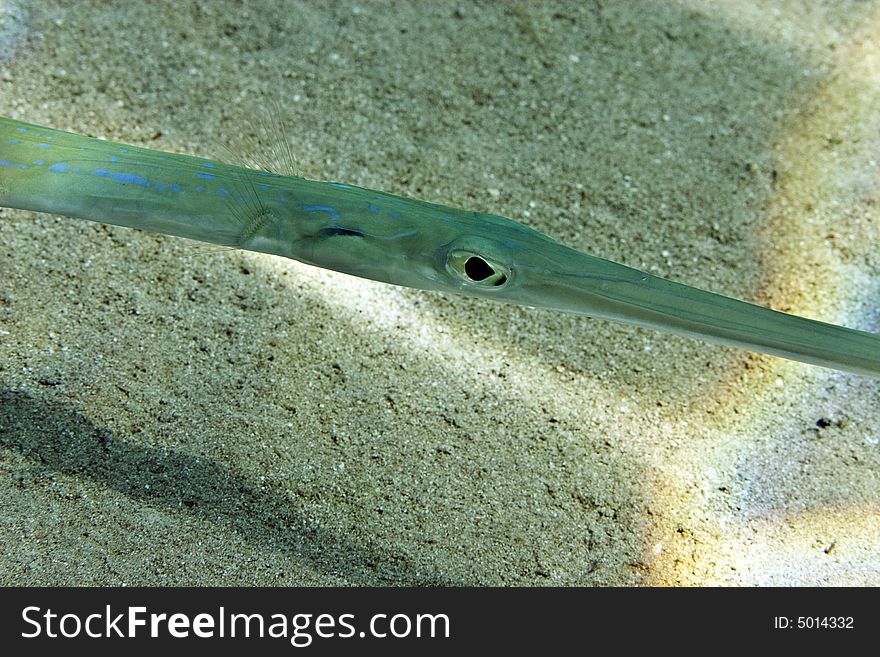 Smooth cornetfish (fistularia commersonii) taken in Na'ama Bay.