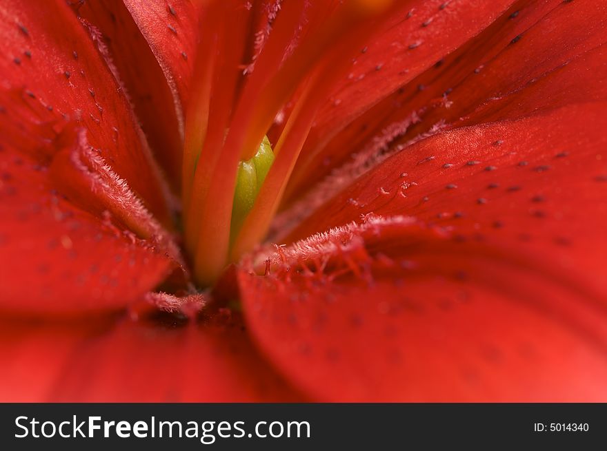 Beautiful Asiatic Lily Bloom Macro with Green Ovary.