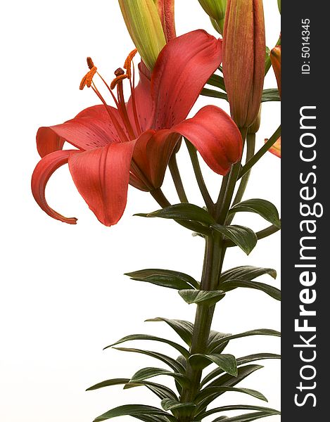 Beautiful Asiatic Lily Bloom on a White Background.