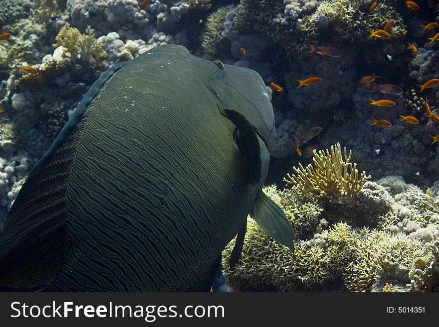 Napoleon wrasse (cheilinus undulatus) taken in Na'ama Bay.