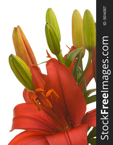 Stunning Asiatic Lily Bloom on a White Background.