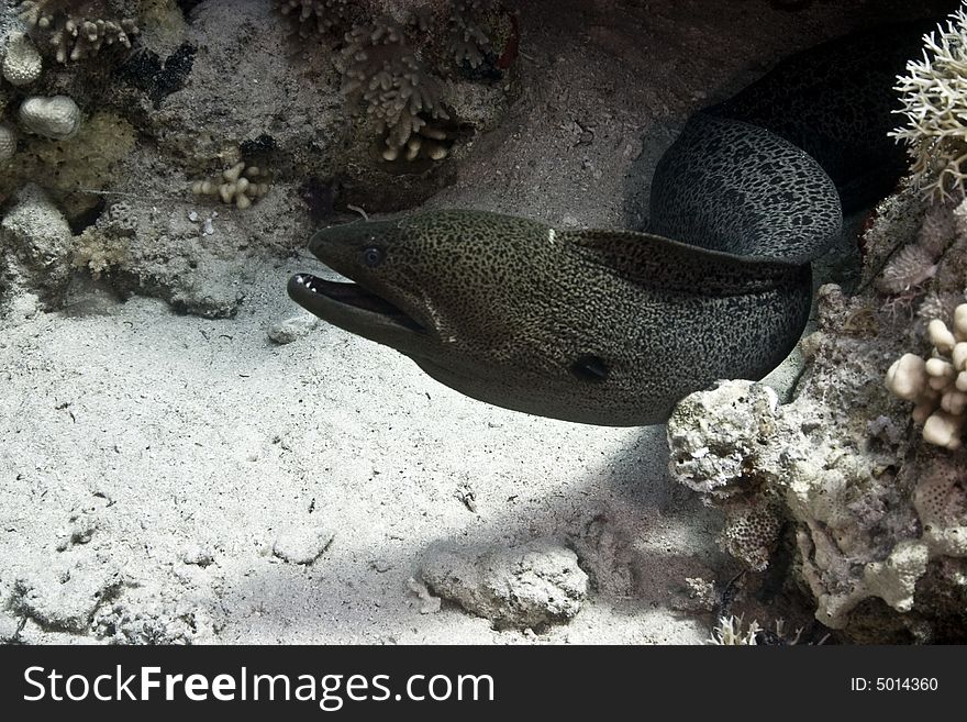 Giant moray (gymnothorax javanicus) and napoleonfish taken in Na'ama Bay.