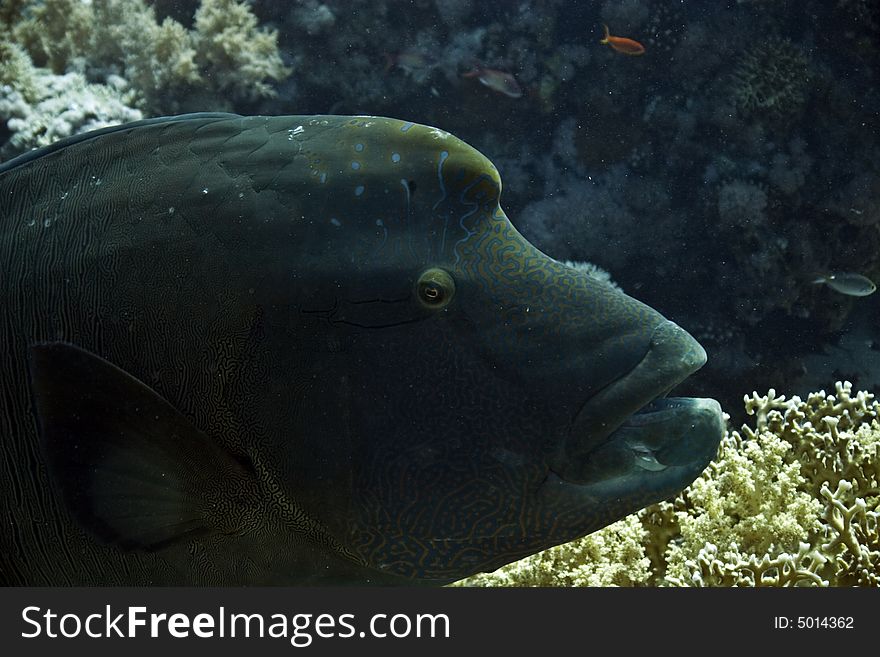 Napoleon Wrasse (cheilinus Undulatus)