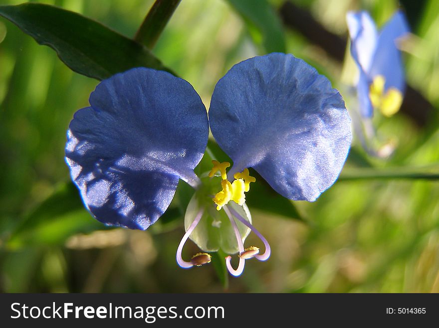 Photo of colourful blue flowers