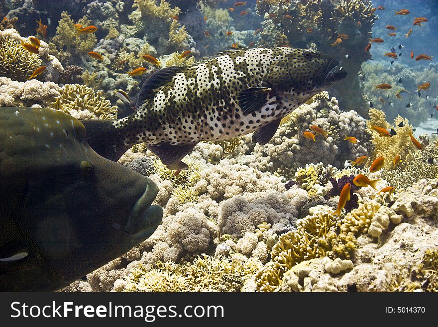 Napoleon wrasse (cheilinus undulatus) and coralgrouper taken in Na'ama Bay.