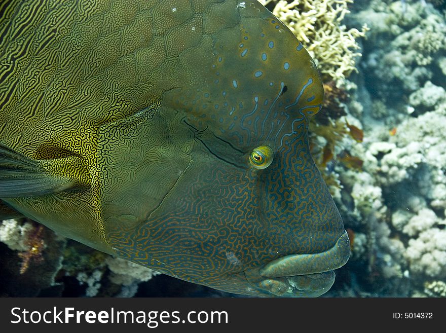 Napoleon wrasse (cheilinus undulatus) and coralgrouper taken in Na'ama Bay.