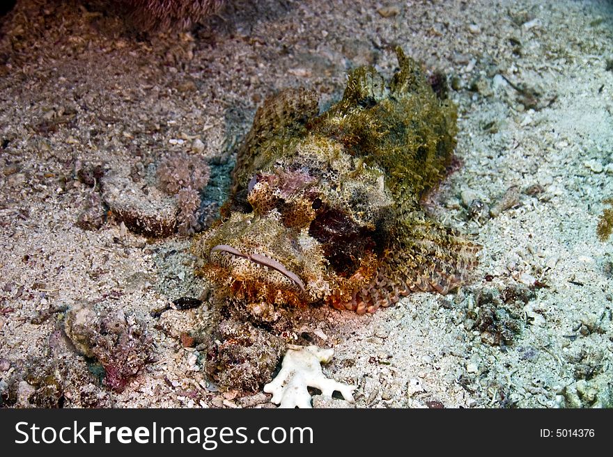 Smallscale scorpionfish (Scorpaenopsis oxycephala)