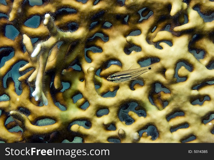 Fiveline Cardinalfish In Front Of Net Fire Coral