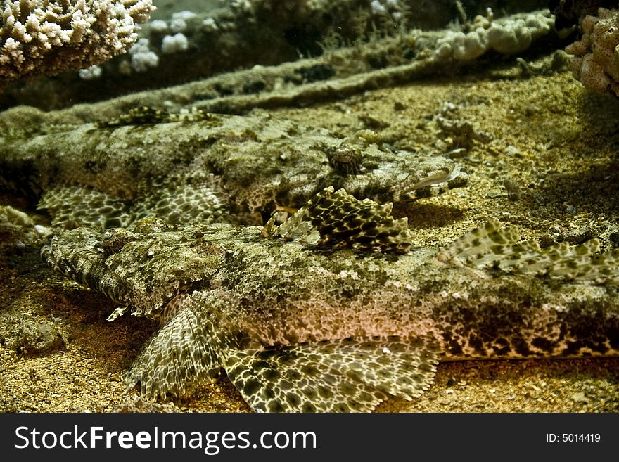 Indean ocean crocodilefish (papilloculiceps longiceps) taken in Middle Garden.