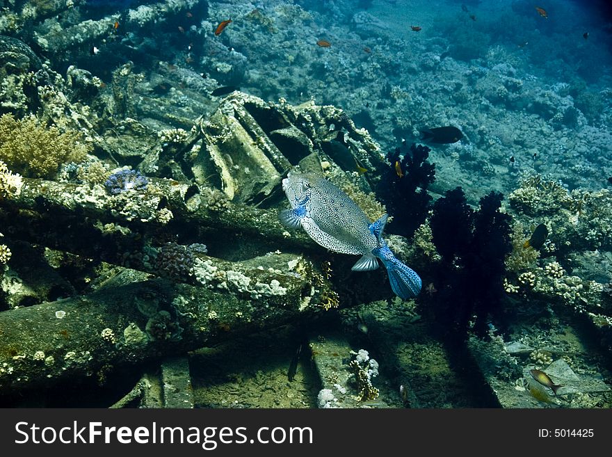 Yellow Boxfish (ostracion Cubicus)