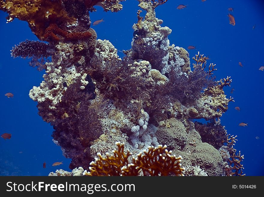 coral and fish taken in Middle Garden.