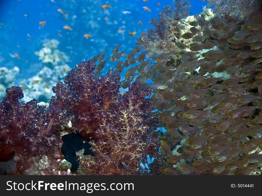 Golden Sweepers (parapriacanthus Ransonneti)