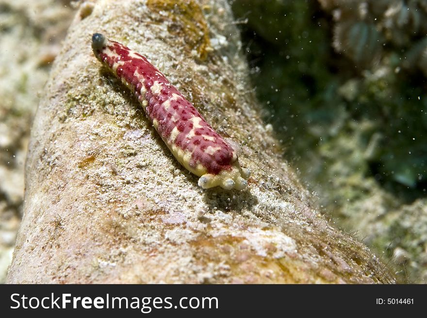 Seastar leg starting all over taken in Middle Garden.