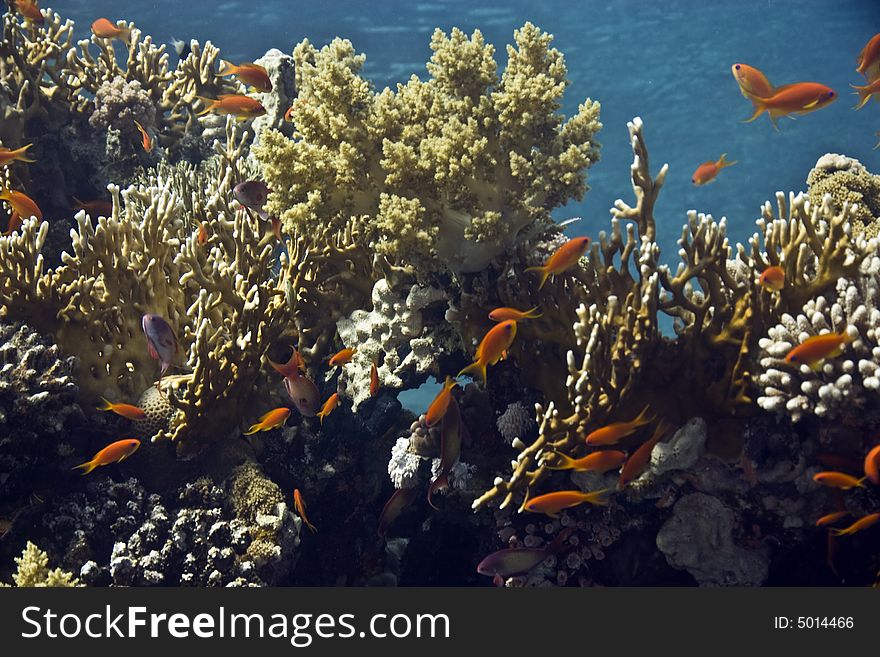 Coral and fish taken in Middle Garden.