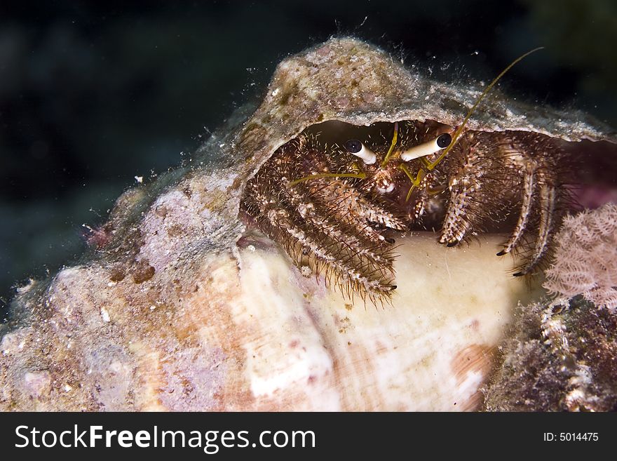 Reef hermit crab (dardanus lagopodes)