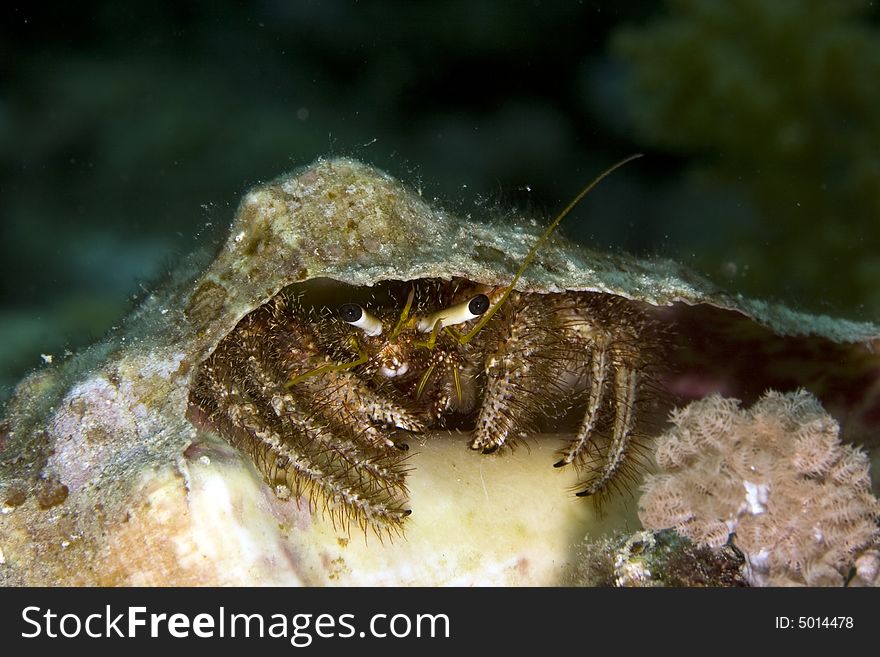 Reef Hermit Crab (dardanus Lagopodes)