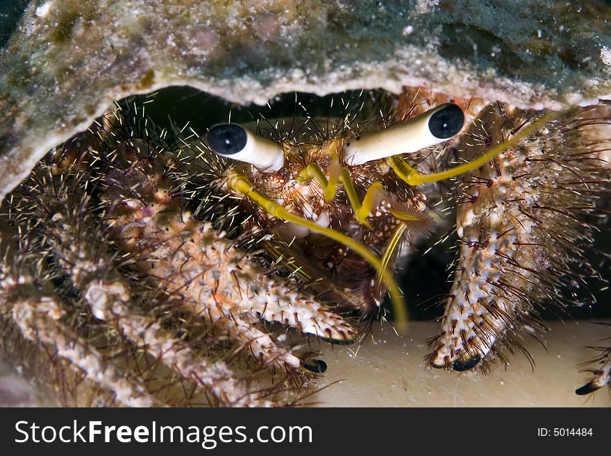 Reef hermit crab (dardanus lagopodes)