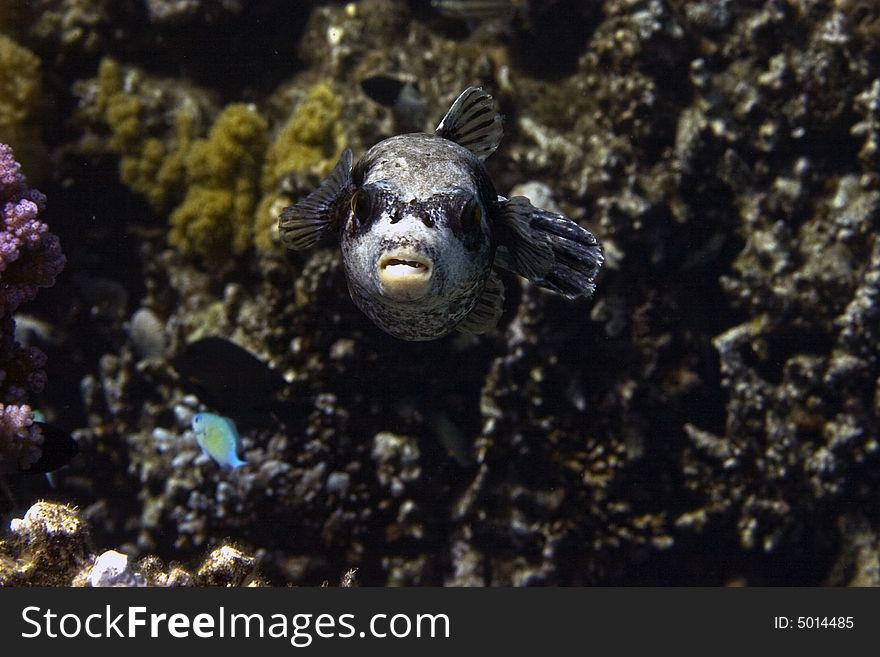 Masked puffer (arothron diadematus)