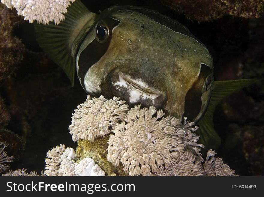 Black-blotched Porcupinefish (diodon Liturosus)