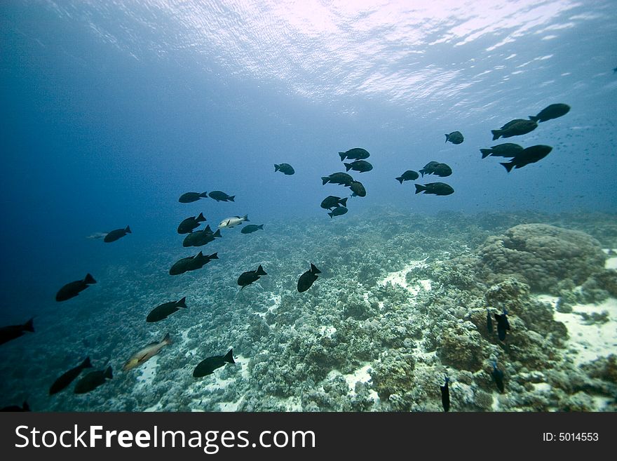 Black and white snapper (Macolor niger)