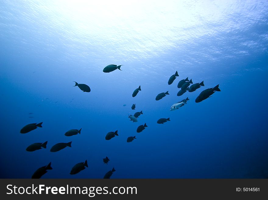 Black and white snapper (Macolor niger)