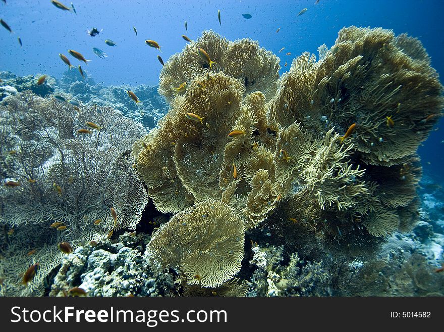 Seafan, Coral and fish taken in Middle Garden.