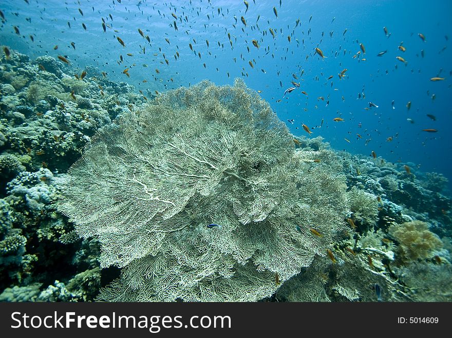 Seafan, Coral and fish taken in Middle Garden.