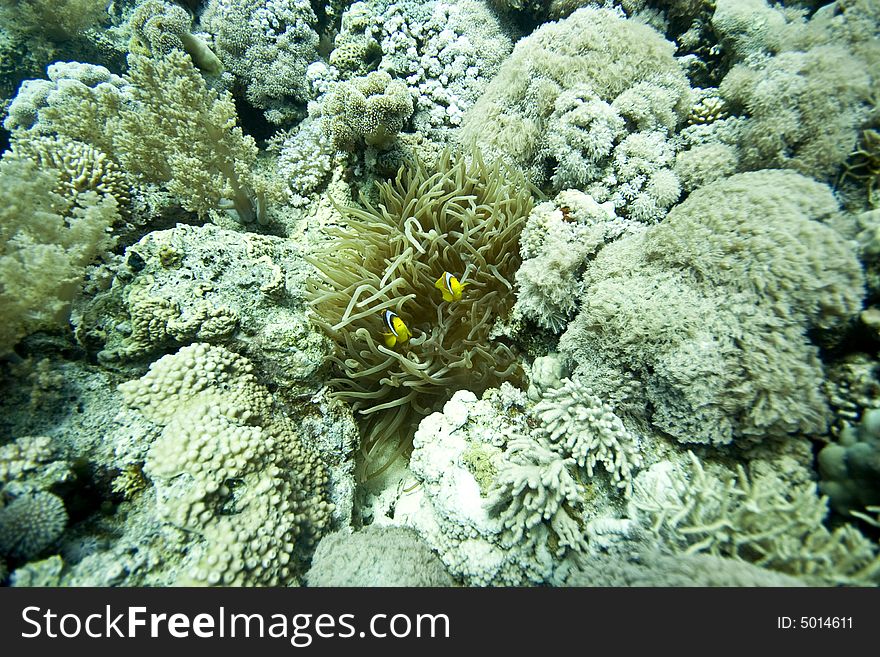 Coral and fish taken in Middle Garden.