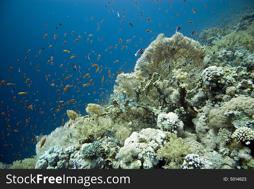 Seafan, Coral And Fish