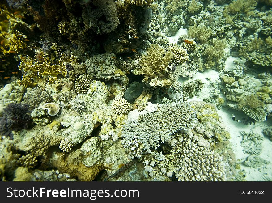 Coral and fish taken in Middle Garden.