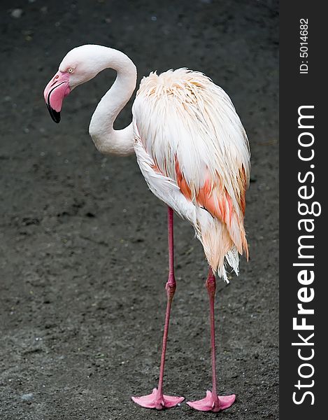 Photo of flamingo at the park