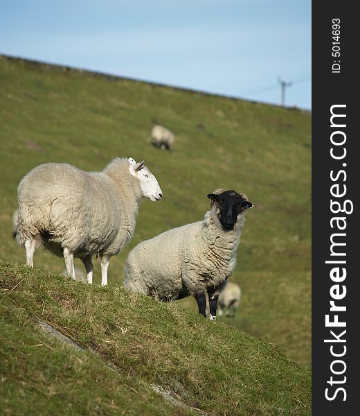 Photo of a sheep in the fields of west yorkshire. Photo of a sheep in the fields of west yorkshire
