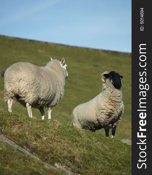 Photo of a sheep in the fields of west yorkshire. Photo of a sheep in the fields of west yorkshire
