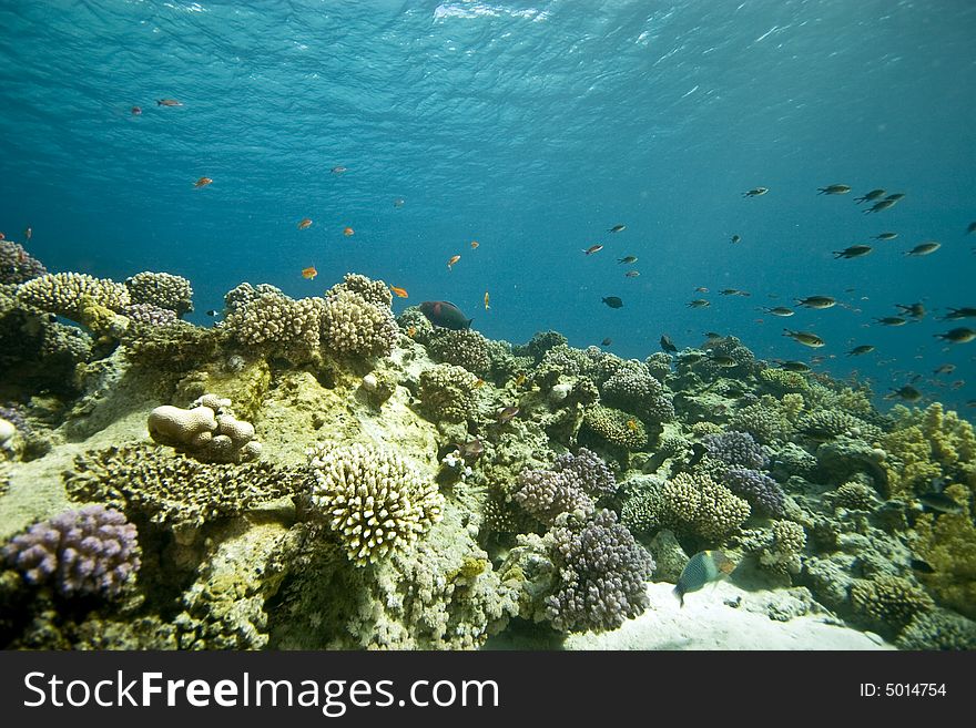 Coral And Fish