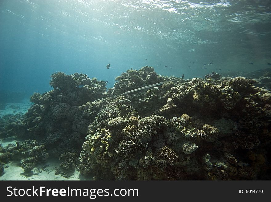 Coral And Fish