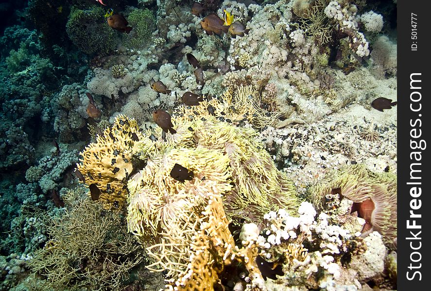 Red sea anemonefish (Amphipiron bicinctus) taken in Middle Garden.