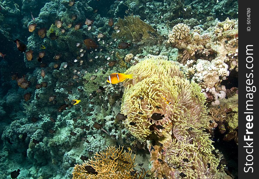 Red sea anemonefish (Amphipiron bicinctus)